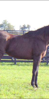 Ogygian, American Thoroughbred racehorse, dies at age 31